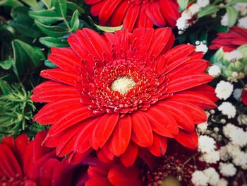 Close-up of red daisy flowers