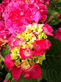 Close-up of pink flowers blooming outdoors