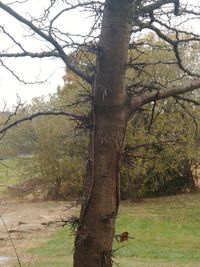 Trees on field in forest