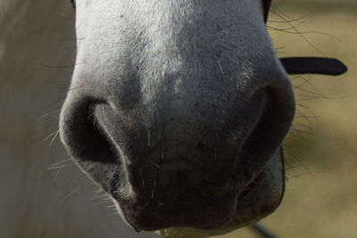 Close-up of horse