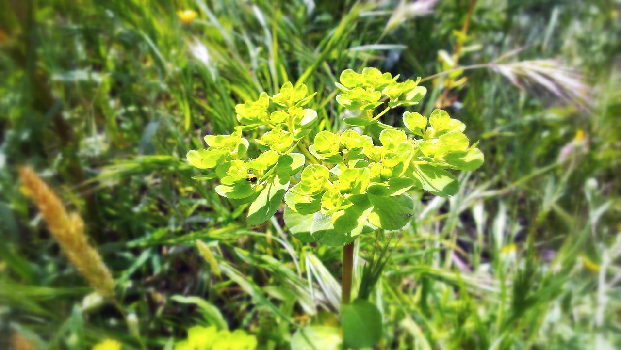 growth, plant, green color, focus on foreground, nature, selective focus, freshness, close-up, field, beauty in nature, flower, growing, grass, fragility, outdoors, day, leaf, no people, tranquility, yellow