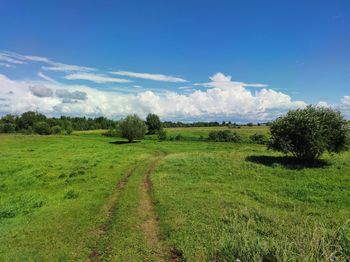 A country road among a green field with trees against a beautiful blue sky