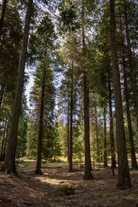 Low angle view of pine trees in forest
