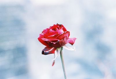 Close-up of fresh red rose blooming outdoors