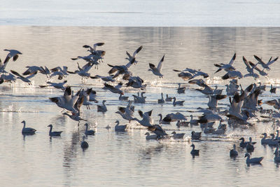 Birds flying over lake