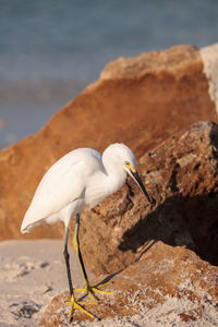 Bird perching on rock