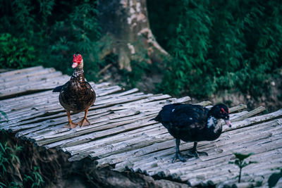 Close-up of muscovy ducks on wooden footbridge