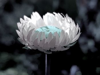 Close-up of white rose flower