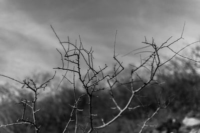 Low angle view of tree against sky