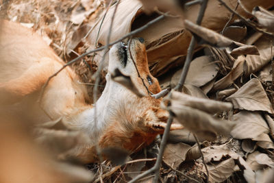 High angle view of a dry leaves on land