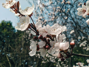 Close-up of white cherry blossoms in spring