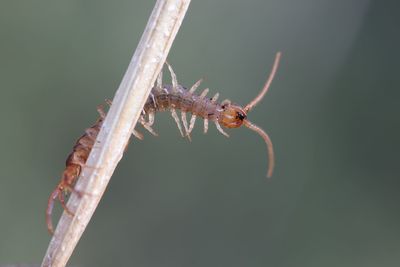 Close-up of insect on twig