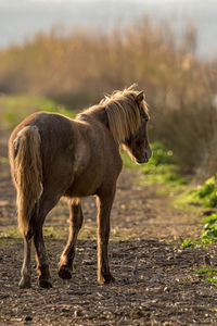View from behind of a young brown horse running along a dirt road, at sunset.