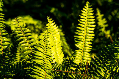 Close-up of fern leaves