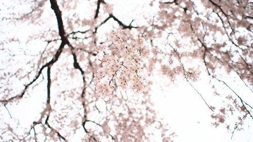 Low angle view of cherry blossoms