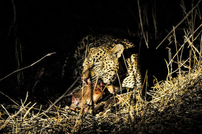 Leopard eating prey in shadow at kruger national park