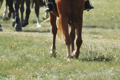 View of horse running on field