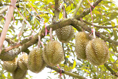 Low angle view of fruits hanging on tree