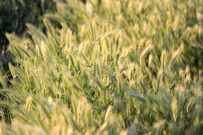 Close-up of stalks in field