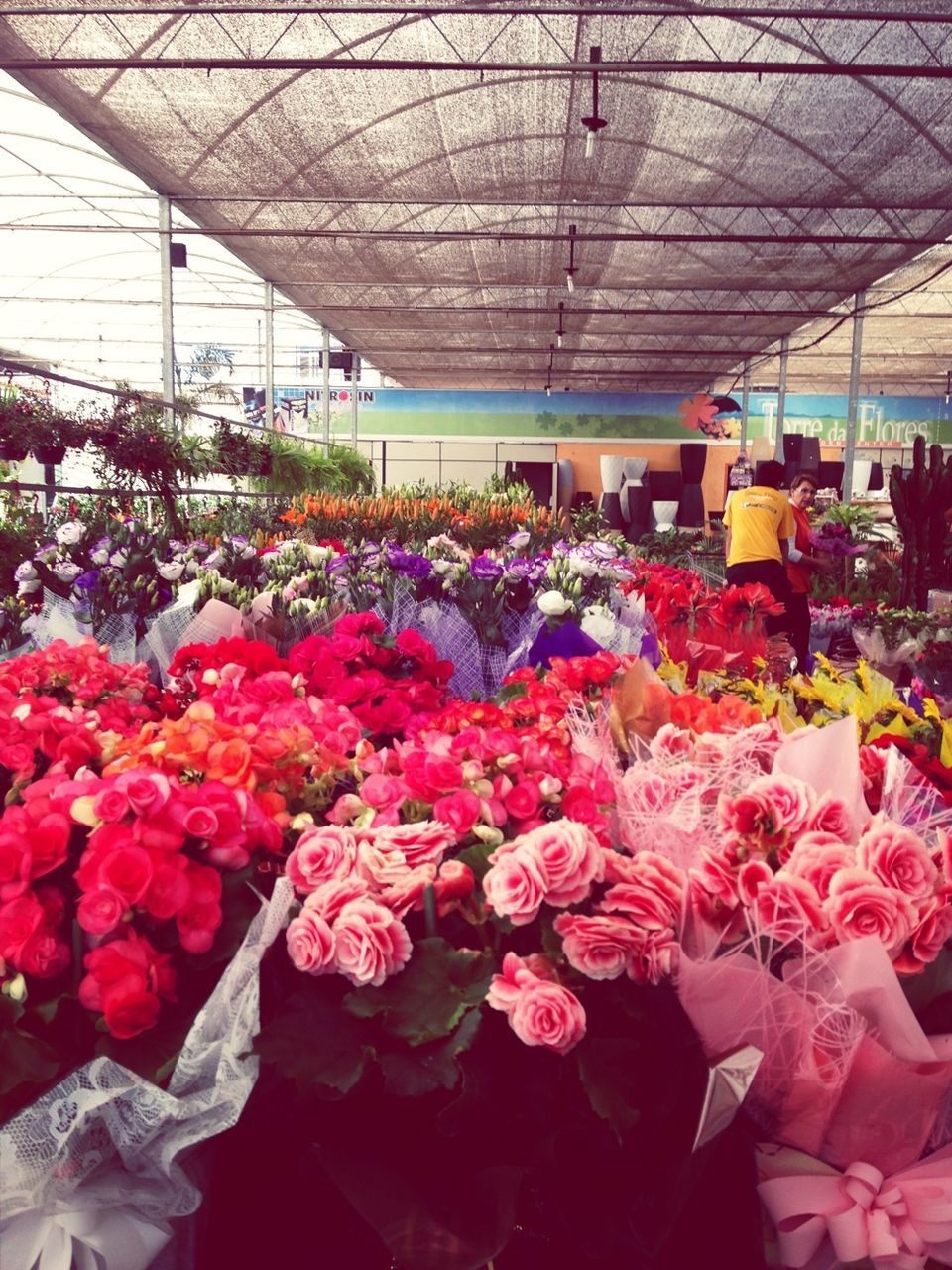 flower, abundance, freshness, variation, decoration, large group of objects, fragility, for sale, arrangement, hanging, tulip, retail, indoors, multi colored, in a row, choice, nature, petal, day, no people