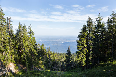 Scenic view of pine trees against sky