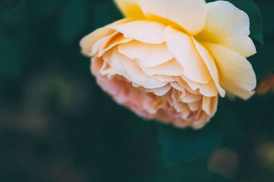 Close-up of rose