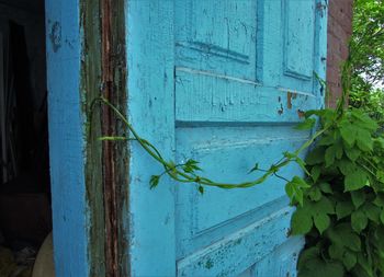 Plant growing on old building