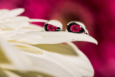 Close-up of pink flower