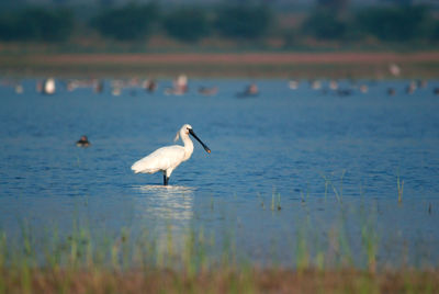 Side view of a bird in water