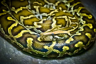 Close-up of snake