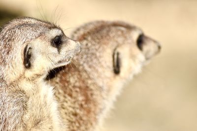 Close-up of sheep