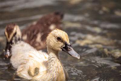 Close-up of duck swimming in lake