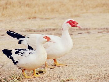 Close-up of ducks on field