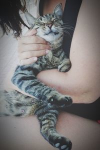 High angle view of tabby cat