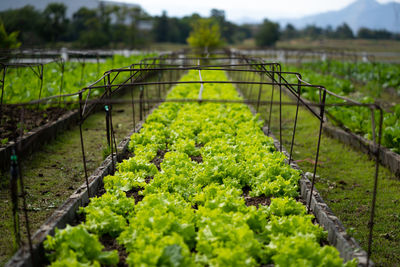 View of vineyard