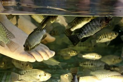 Close-up of fish in aquarium