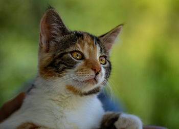 Close-up of a cat looking away