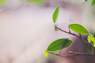 Close-up of plant leaves