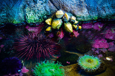 Close-up of coral in sea