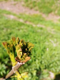 Close-up of flowering plant on field