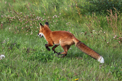 Side view of an animal on field