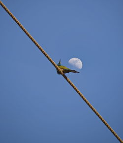 Low angle view of barbed wire against clear sky