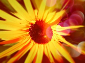 Macro shot of yellow flower