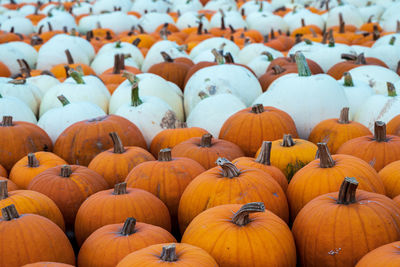 Various pumpkins for sale at market stall