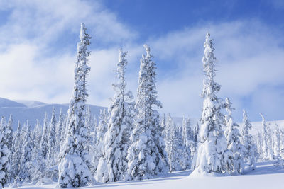 Scenic view of snow covered trees and landscape