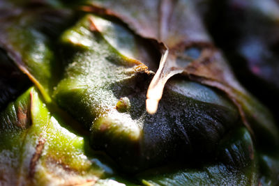 Close-up of dry leaves on plant