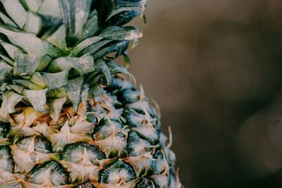 Close up of plant against blurred background