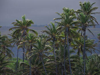 Palm trees against sky