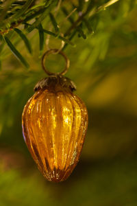 Close-up of lemon growing on tree