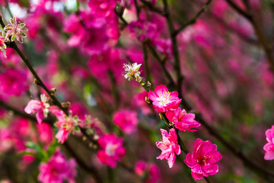 Close-up of pink flowers
